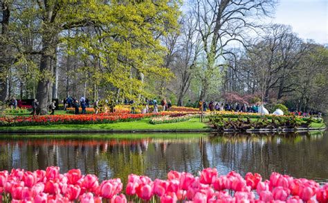 Chiêm ngưỡng vườn hoa tulip Keukenhof lớn nhất thế giới tại Hà Lan - Saco Travel