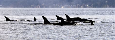 Endangered Puget Sound orcas to get personal health records - Breitbart