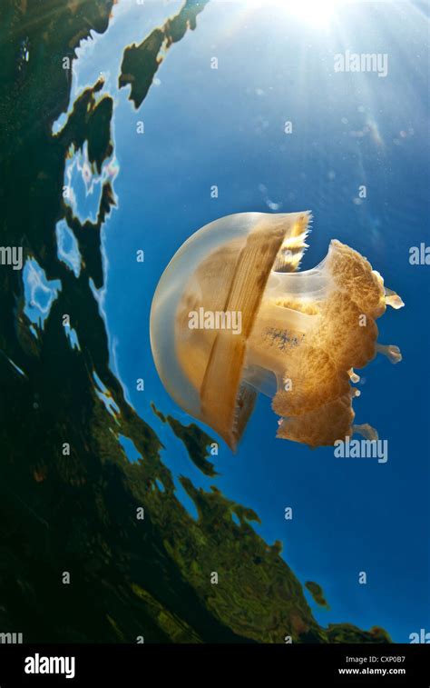 Jellyfish Lake, Palau Stock Photo - Alamy