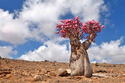 20 Amazing Desert Plants and Where to Spot Them Around the World