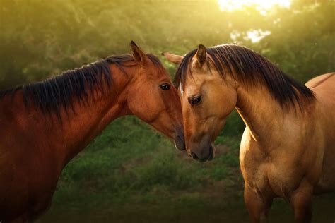 Download Animal Horse 4k Ultra HD Wallpaper