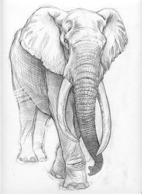 84 best Animal Sketches images on Pinterest | Animal drawings, Animal ...