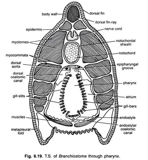 Atrium of Branchiostoma (With Diagram) | Chordata | Zoology