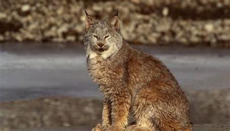 Bobcat Habitat Facts | Animals - mom.me