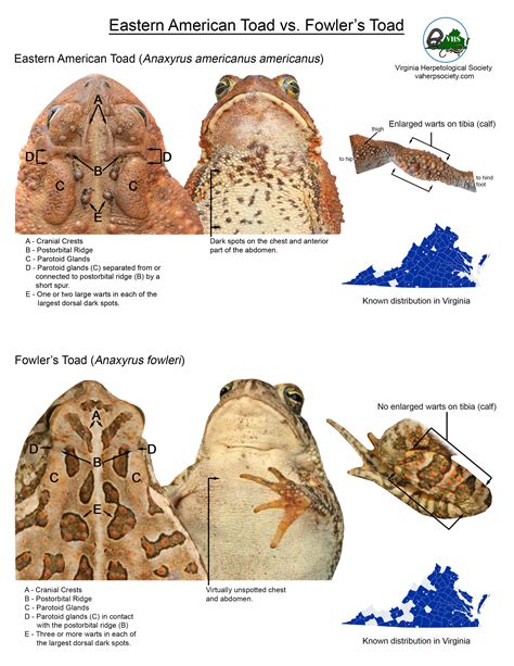 American Toad vs. Fowler's Toad - Nature Talk - iNaturalist Community Forum