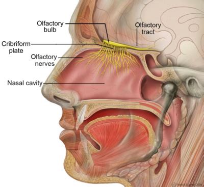 Olfactory Cortex - Physiopedia