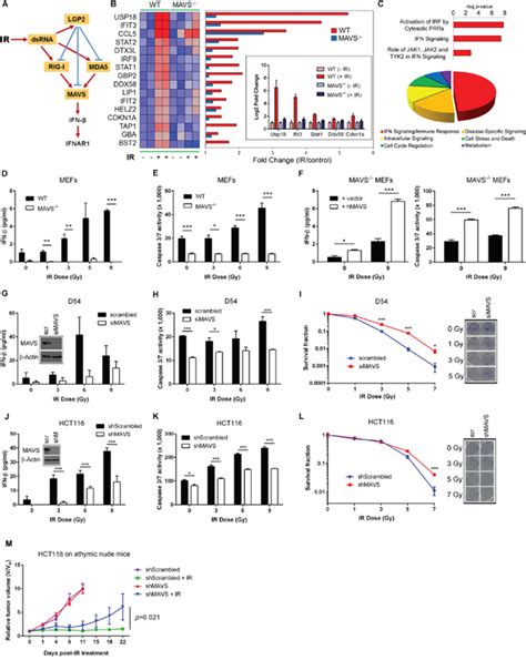 Cancer therapies activate RIG-I-like receptor pathway through endogenous non-coding RNAs ...