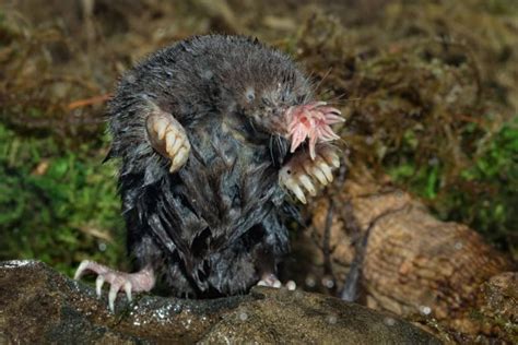 14 Fascinating Star-Nosed Mole Facts - Fact Animal