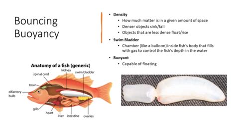 Apologia Zoology 2 Swimming Creatures Chapter 6 Fish EDITABLE | Made By Teachers