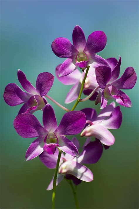 Purple Dendrobium orchid Photograph by Zina Stromberg - Fine Art America