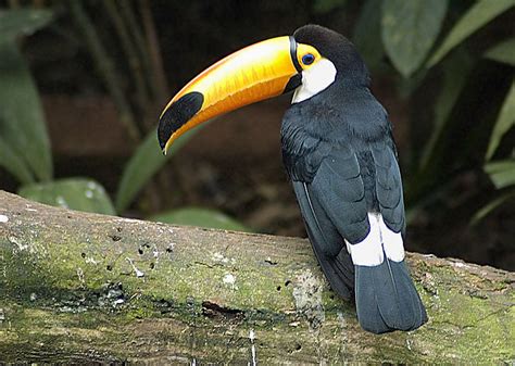 Toco Toucan Info And Pictures | All Wildlife Photographs