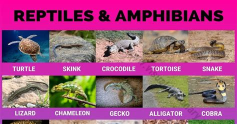 Reptile and Amphibian Habitats: Helpful List of 35 Names of Reptiles ...