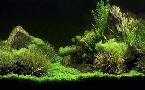 Black beard algae: Causes and Treatment - aquariumowners.com