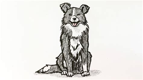 Dog Week: how to draw a border collie - YouTube