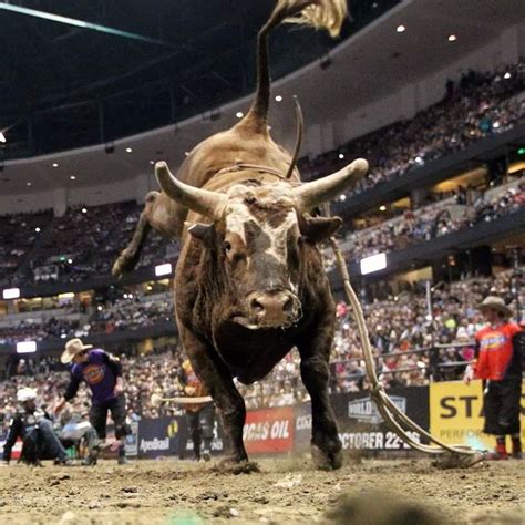 217 best Bushwacker, PBR Bucking Bull images on Pinterest | Bucking ...