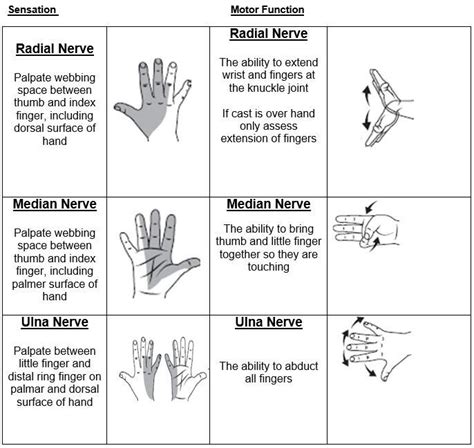 Nerves and sensations | Hand therapy, Occupational therapy activities, Ulnar nerve