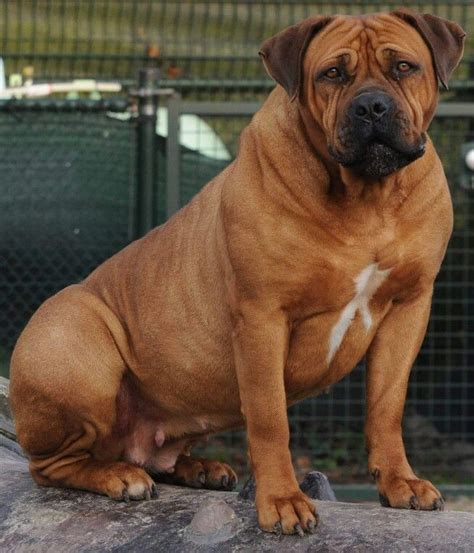 315 best The South African Boerboel images on Pinterest | Dogs, Puppies ...