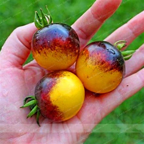 Tomato Seeds Tasty Yellow Black Tomato Seeds, 100 Pcs – UrbanGardenSeed