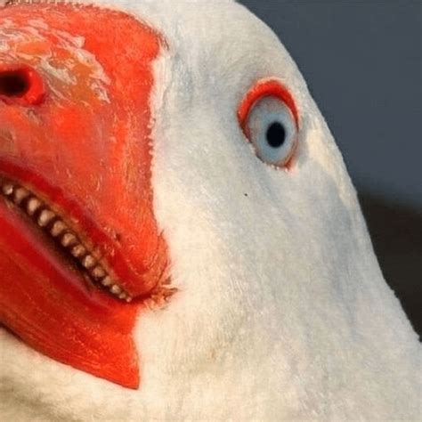 Create meme "scary goose with teeth, goose , angry goose" - Pictures ...