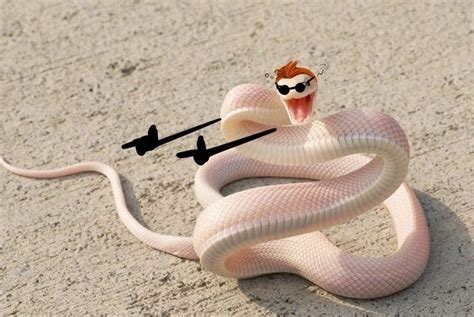 Pinterest | Cute reptiles, Snakes funny, Funny animal photos