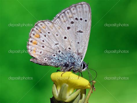 Lycaenidae butterfly Stock Photo by ©romantiche 22543747