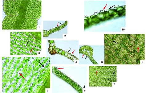 2.藓纲(Musci)的形态结构特征-贺兰山苔藓植物-科普