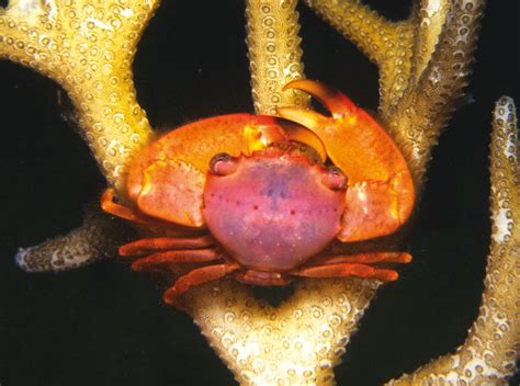 Blue Coral Crab - Queensland Museum Network