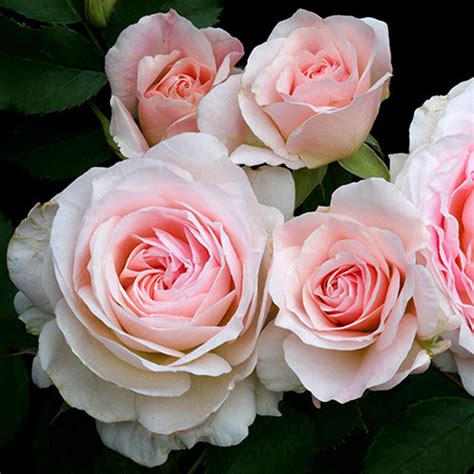 Rose Morden Blush – Green Valley Garden Centre