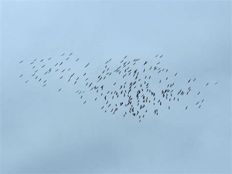 American White Pelican – Fall Migration – DFW Urban Wildlife