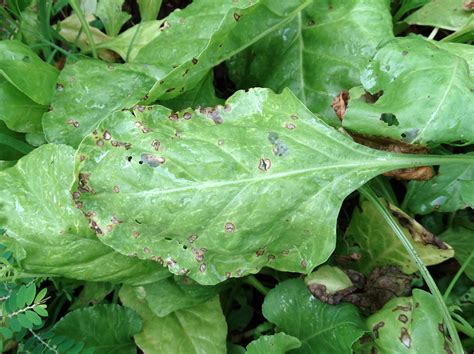 Spinach: Cercospora leaf spot | Pathogen: Cercospora beticol… | Flickr