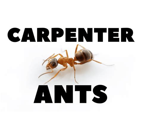 CARPENTER ANT CONTROL: SAFE & EFFECTIVE - (321)704-0434