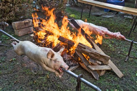 110+ Domestic Pig Eating From The Trough Stock Photos, Pictures & Royalty-Free Images - iStock