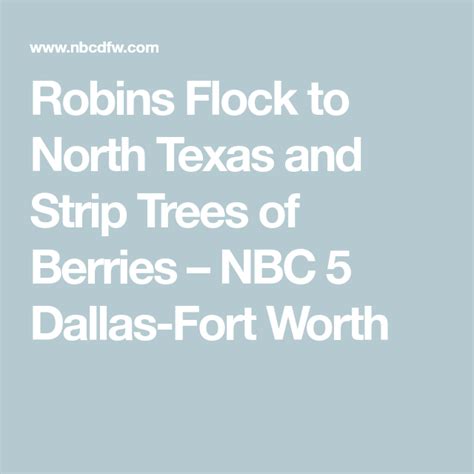 Robins Flock to North Texas and Strip Trees of Berries – NBC 5 Dallas-Fort Worth | Texas, Texas ...