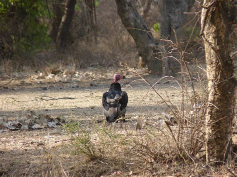 Red-headed vulture (Sarcogyps calvus)