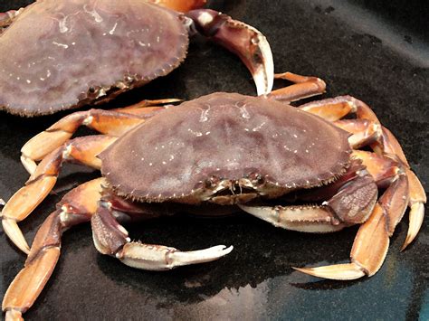 Dungeness Crab - Bing Images