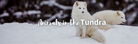 20 Amazing Animals in the Tundra (Facts & Photos)