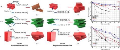 Effect of protonation and deprotonation reactions of clay on regulating pyrite flotation in the ...