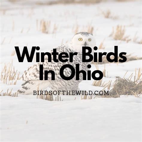 11 Winter Birds In Ohio (With Pictures!) - Birds Of The Wild