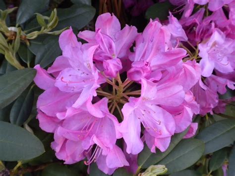 A Meek Perspective: Rhododendron Bush