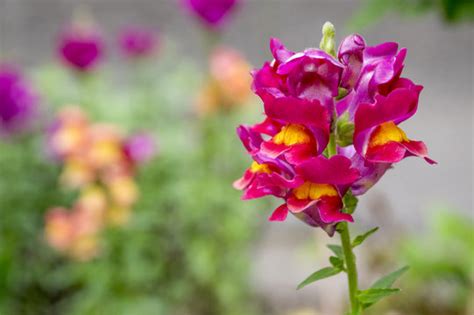 Antirrhinum Images – Browse 7,763 Stock Photos, Vectors, and Video | Adobe Stock