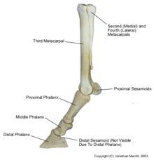 Limbs of the horse - Wikipedia