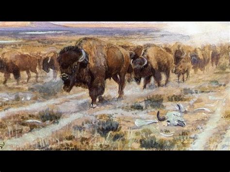 The History of Bison | Hamilton Native Outpost