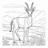 Springbok Coloring Pages  Coloring Nation sketch template