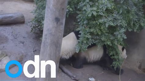 San Diego Zoo panda cam turned off for mating season - YouTube