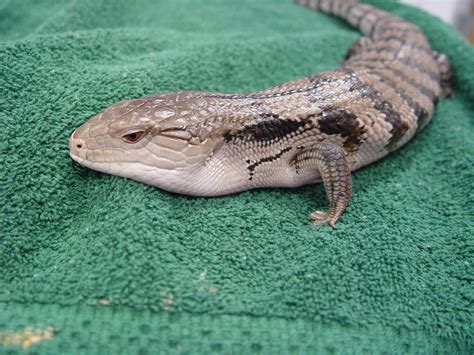 Blue Tongued Skink Care - CHICAGO EXOTICS ANIMAL HOSPITAL