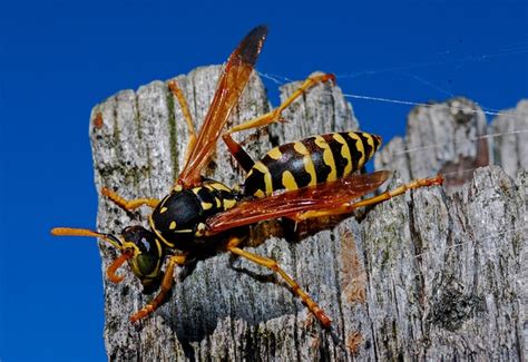 Bald-Faced Hornets Vs. Yellow Jackets | All Star Pest Control Wichita