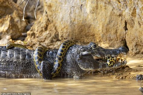 Crocodile Vs Anaconda Fight