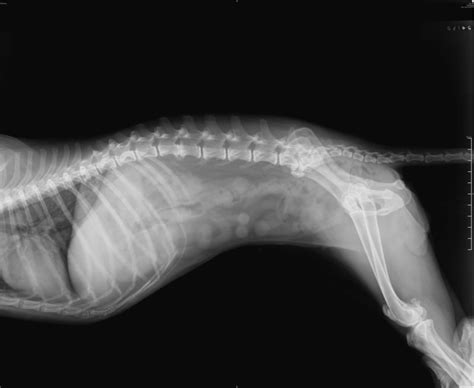 How Long Does It Take To Do An Xray On A Dog