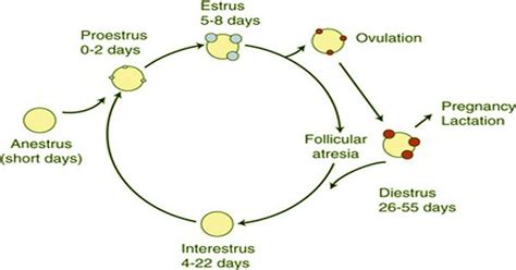 Reproductive (estrous) cycle in cats - QS Study