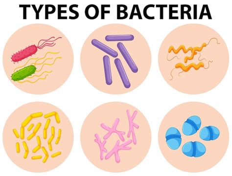 Diferentes tipos de bacterias ilustración | Descargar Vectores Premium